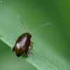 Flea beetle - Longitarsus sp. | Fotografijos autorius : Vidas Brazauskas | © Macronature.eu | Macro photography web site