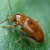 Flea beetle - Neocrepidodera sp. | Fotografijos autorius : Vidas Brazauskas | © Macronature.eu | Macro photography web site
