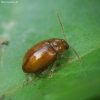 Flea beetle - Neocrepidodera transversa | Fotografijos autorius : Vidas Brazauskas | © Macronature.eu | Macro photography web site