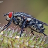 Flesh fly - Sarcophaga sp. | Fotografijos autorius : Vilius Grigaliūnas | © Macronature.eu | Macro photography web site