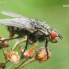 Flesh fly - Sarcophaga sp. | Fotografijos autorius : Lukas Jonaitis | © Macronature.eu | Macro photography web site