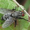 Flesh fly - Sarcophaga sp. | Fotografijos autorius : Vidas Brazauskas | © Macronature.eu | Macro photography web site