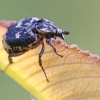 Flower Chafer - Valgus hemipterus | Fotografijos autorius : Agnė Našlėnienė | © Macronature.eu | Macro photography web site