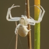 Flower crab spider - Misumena vatia ♀ | Fotografijos autorius : Žilvinas Pūtys | © Macronature.eu | Macro photography web site