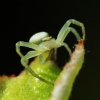 Flower crab spider - Misumena vatia | Fotografijos autorius : Irenėjas Urbonavičius | © Macrogamta.lt | Šis tinklapis priklauso bendruomenei kuri domisi makro fotografija ir fotografuoja gyvąjį makro pasaulį.