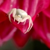 Flower crab spider - Misumena vatia | Fotografijos autorius : Alma Totorytė | © Macronature.eu | Macro photography web site