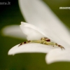 Flower crab spider - Misumena vatia | Fotografijos autorius : Alma Totorytė | © Macrogamta.lt | Šis tinklapis priklauso bendruomenei kuri domisi makro fotografija ir fotografuoja gyvąjį makro pasaulį.