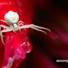 Flower crab spider - Misumena vatia | Fotografijos autorius : Alma Totorytė | © Macronature.eu | Macro photography web site