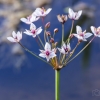 Flowering rush | Butomus umbellatus | Fotografijos autorius : Darius Baužys | © Macronature.eu | Macro photography web site