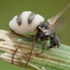 Fly Death Fungus - Entomophthora muscae | Fotografijos autorius : Žilvinas Pūtys | © Macronature.eu | Macro photography web site