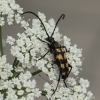 Four-banded longhorn beetle – Leptura quadrifasciata | Fotografijos autorius : Giedrius Markevičius | © Macronature.eu | Macro photography web site