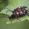 Four-banded longhorn beetle - Leptura quadrifasciata | Fotografijos autorius : Vilius Grigaliūnas | © Macronature.eu | Macro photography web site