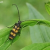 Four-banded longhorn beetle - Leptura quadrifasciata | Fotografijos autorius : Armandas Ka | © Macronature.eu | Macro photography web site