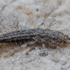 Four-lined silverfish - Ctenolepisma lineatum | Fotografijos autorius : Žilvinas Pūtys | © Macronature.eu | Macro photography web site