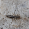 Four-lined silverfish - Ctenolepisma lineatum | Fotografijos autorius : Žilvinas Pūtys | © Macronature.eu | Macro photography web site