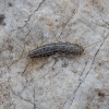 Four-lined silverfish - Ctenolepisma lineatum | Fotografijos autorius : Žilvinas Pūtys | © Macronature.eu | Macro photography web site