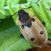 Four-spotted Carrion Beetle - Dendroxena quadrimaculata | Fotografijos autorius : Vaida Paznekaitė | © Macronature.eu | Macro photography web site