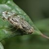 Fruit fly - Tephritis postica | Fotografijos autorius : Gintautas Steiblys | © Macrogamta.lt | Šis tinklapis priklauso bendruomenei kuri domisi makro fotografija ir fotografuoja gyvąjį makro pasaulį.