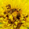 Fruitworm Beetles | Byturus ochraceus | Fotografijos autorius : Darius Baužys | © Macronature.eu | Macro photography web site