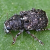 Fungus Weevil - Dissoleucas niveirostris | Fotografijos autorius : Kazimieras Martinaitis | © Macronature.eu | Macro photography web site