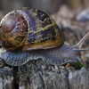 Garden Snail - Cornu aspersum | Fotografijos autorius : Deividas Makavičius | © Macronature.eu | Macro photography web site