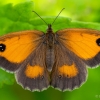 Gatekeeper - Pyronia tithonus | Fotografijos autorius : Eglė Vičiuvienė | © Macronature.eu | Macro photography web site