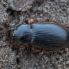 Gauražygis - Ophonus rufibarbis | Fotografijos autorius : Žilvinas Pūtys | © Macrogamta.lt | Šis tinklapis priklauso bendruomenei kuri domisi makro fotografija ir fotografuoja gyvąjį makro pasaulį.