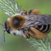 Gauruotakojė bitė - Dasypoda altercator ♀ | Fotografijos autorius : Žilvinas Pūtys | © Macrogamta.lt | Šis tinklapis priklauso bendruomenei kuri domisi makro fotografija ir fotografuoja gyvąjį makro pasaulį.