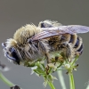 Paprastoji gauruotakojė bitė - Dasypoda cf. hirtipes | Fotografijos autorius : Darius Baužys | © Macrogamta.lt | Šis tinklapis priklauso bendruomenei kuri domisi makro fotografija ir fotografuoja gyvąjį makro pasaulį.