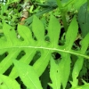 Gelsvalapė usnis - Cirsium oleraceum | Fotografijos autorius : Ramunė Vakarė | © Macrogamta.lt | Šis tinklapis priklauso bendruomenei kuri domisi makro fotografija ir fotografuoja gyvąjį makro pasaulį.
