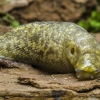 Gelsvasis šliužys - Limacus flavus | Fotografijos autorius : Kazimieras Martinaitis | © Macrogamta.lt | Šis tinklapis priklauso bendruomenei kuri domisi makro fotografija ir fotografuoja gyvąjį makro pasaulį.