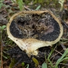 Gelsvoji ankštenė - Scleroderma citrinum | Fotografijos autorius : Žilvinas Pūtys | © Macrogamta.lt | Šis tinklapis priklauso bendruomenei kuri domisi makro fotografija ir fotografuoja gyvąjį makro pasaulį.