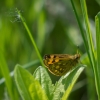 Geltonmargė hesperija | Fotografijos autorius : Saulius Drazdauskas | © Macrogamta.lt | Šis tinklapis priklauso bendruomenei kuri domisi makro fotografija ir fotografuoja gyvąjį makro pasaulį.