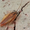 German cockroach - Blattella germanica | Fotografijos autorius : Gintautas Steiblys | © Macronature.eu | Macro photography web site