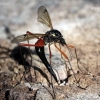 Ilgakojis uodas - Tanyptera atrata | Fotografijos autorius : Valdimantas Grigonis | © Macronature.eu | Macro photography web site