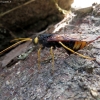 Giant Woodwasp - Urocerus gigas | Fotografijos autorius : Vitalii Alekseev | © Macronature.eu | Macro photography web site