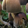 Glistening Inkcap - Coprinellus micaceus | Fotografijos autorius : Gintautas Steiblys | © Macronature.eu | Macro photography web site