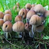 Glistening Inkcap - Coprinellus micaceus | Fotografijos autorius : Gintautas Steiblys | © Macronature.eu | Macro photography web site