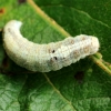 Gluosninis žalsviukas, vikšras - Earias clorana | Fotografijos autorius : Ramunė Vakarė | © Macrogamta.lt | Šis tinklapis priklauso bendruomenei kuri domisi makro fotografija ir fotografuoja gyvąjį makro pasaulį.