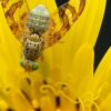 Goatsbeard fly - Orellia falcata | Fotografijos autorius : Mindaugas Leliunga | © Macronature.eu | Macro photography web site