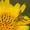 Goatsbeard fly - Orellia falcata | Fotografijos autorius : Vaida Paznekaitė | © Macronature.eu | Macro photography web site