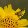 Goatsbeard fly - Orellia falcata | Fotografijos autorius : Vaida Paznekaitė | © Macronature.eu | Macro photography web site