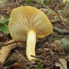 Gold flecked woodwax - Hygrophorus chrysodon | Fotografijos autorius : Vytautas Gluoksnis | © Macronature.eu | Macro photography web site