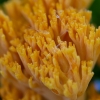Golden coral fungus - Ramaria aurea | Fotografijos autorius : Dalia Račkauskaitė | © Macronature.eu | Macro photography web site