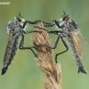 Golden-tabbed Robberflies - Eutolmus rufibarbis | Fotografijos autorius : Aivaras Markauskas | © Macronature.eu | Macro photography web site