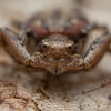 Gorse crab spider - Xysticus audax ♀ | Fotografijos autorius : Žilvinas Pūtys | © Macronature.eu | Macro photography web site
