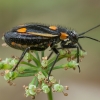 Gothic plant bug - Capsodes gothicus | Fotografijos autorius : Žilvinas Pūtys | © Macronature.eu | Macro photography web site