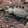 Granulated ground beetle - Carabus granulatus | Fotografijos autorius : Vytautas Tamutis | © Macronature.eu | Macro photography web site