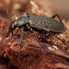 Gumburiuotasis puošniažygis - Carabus granulatus | Fotografijos autorius : Žilvinas Pūtys | © Macronature.eu | Macro photography web site