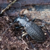 Granulated ground beetle - Carabus granulatus | Fotografijos autorius : Saulius Drazdauskas | © Macronature.eu | Macro photography web site